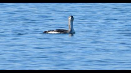 Black-throated Loon
