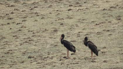 Black Stork