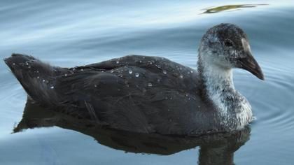 Eurasian Coot