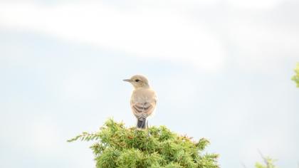 Northern Wheatear