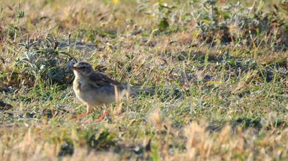 Tawny Pipit