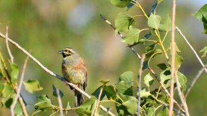 Cirl Bunting