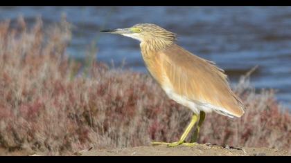 Squacco Heron
