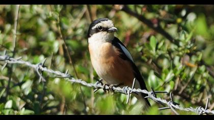 Masked Shrike