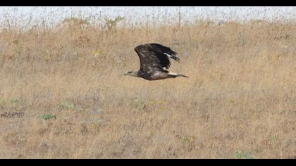 Eastern Imperial Eagle