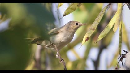Eastern Bonelli`s Warbler