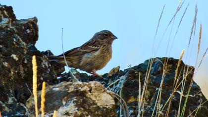 Rock Bunting