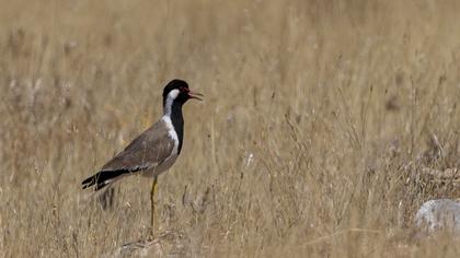 Red-wattled Lapwing