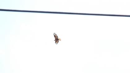 Long-legged Buzzard