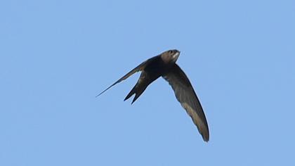 Common Swift