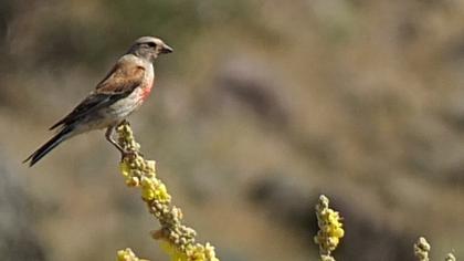 Common Linnet