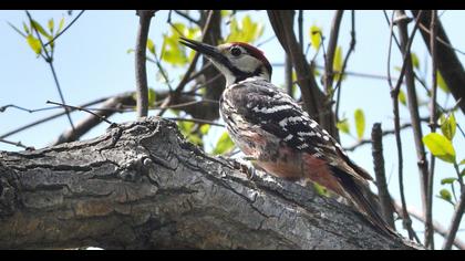 White-backed Woodpecker