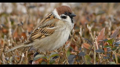 Eurasian Tree Sparrow