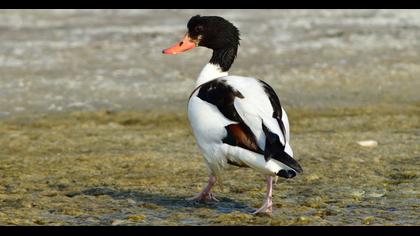 Common Shelduck