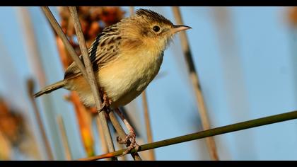 Zitting Cisticola