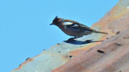 Common Chaffinch