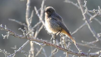 Black Redstart