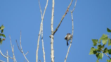 Long-tailed Tit