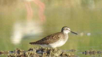 Wood Sandpiper