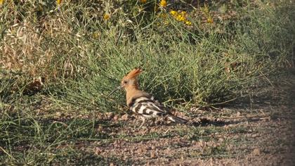 Eurasian Hoopoe