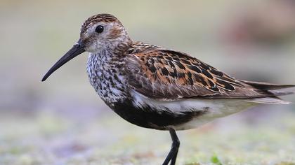Dunlin