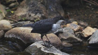 White-throated Dipper