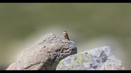 Common Rock Thrush