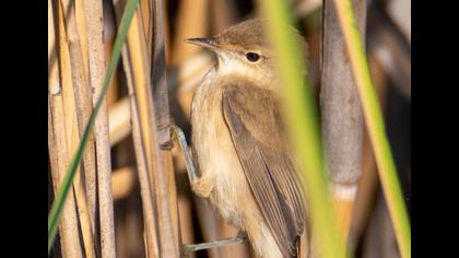 Eurasian Reed Warbler