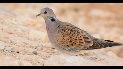 European Turtle Dove