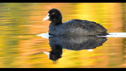 Eurasian Coot