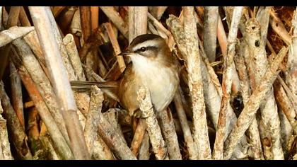 Moustached Warbler