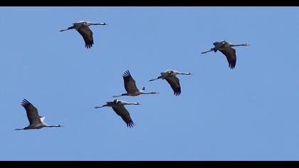 Common Crane