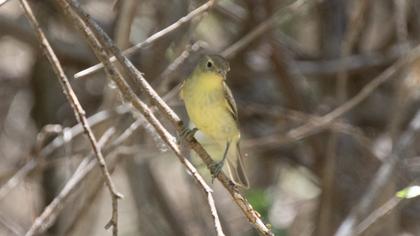 Icterine Warbler