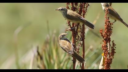 Paddyfield Warbler