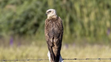 Western Marsh Harrier