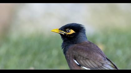 Common Myna