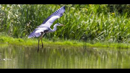 Grey Heron