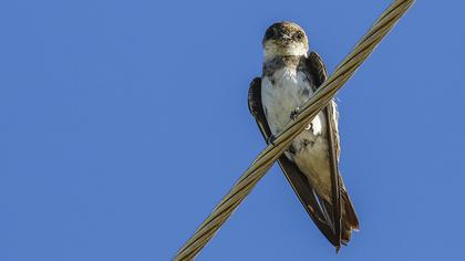 Sand Martin