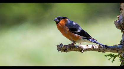 Eurasian Bullfinch