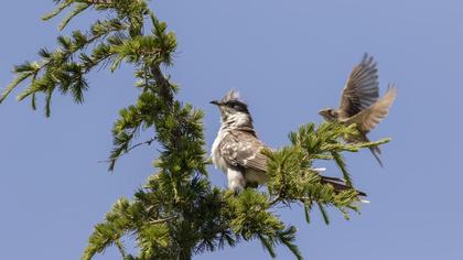 Great Spotted Cuckoo