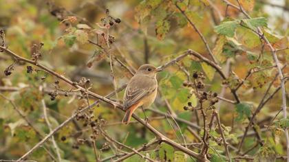 Common Redstart