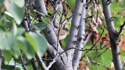 Eastern Bonelli`s Warbler