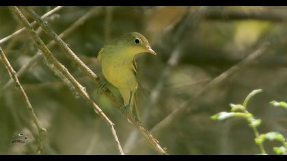 Icterine Warbler