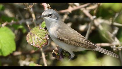 Lesser Whitethroat
