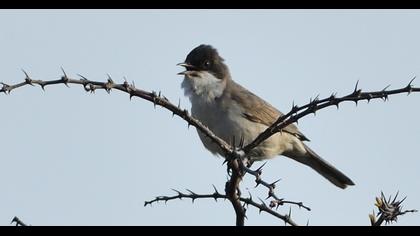 Eastern Orphean Warbler