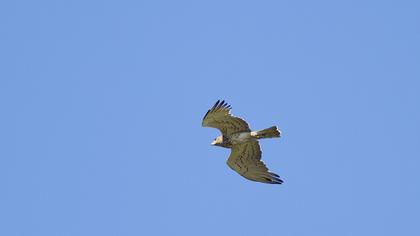 Short-toed Snake Eagle
