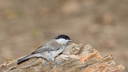 Marsh Tit