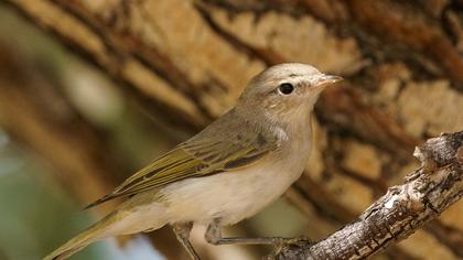 Eastern Bonelli`s Warbler