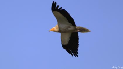 Egyptian Vulture