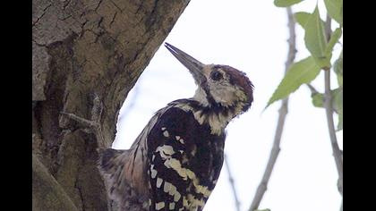White-backed Woodpecker